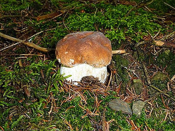 De magische eigenschappen van witte champignons