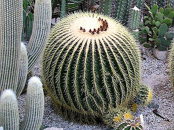 Las propiedades mágicas del cactus.