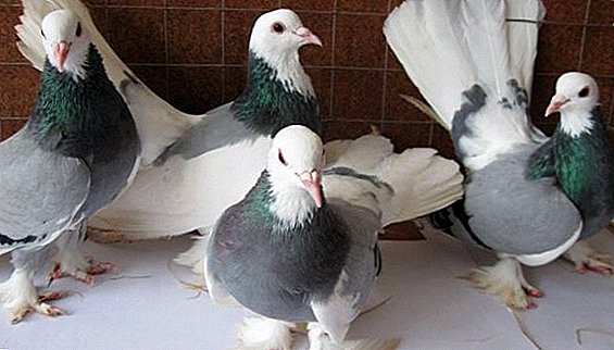 Wolis pigeons: the peculiarities of keeping at home