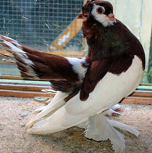 Volga band pigeons: characteristics, features