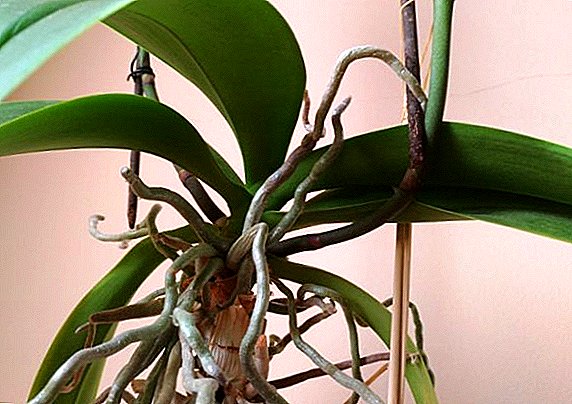 Orchid rødder i luften, og hvad de skal gøre med dem