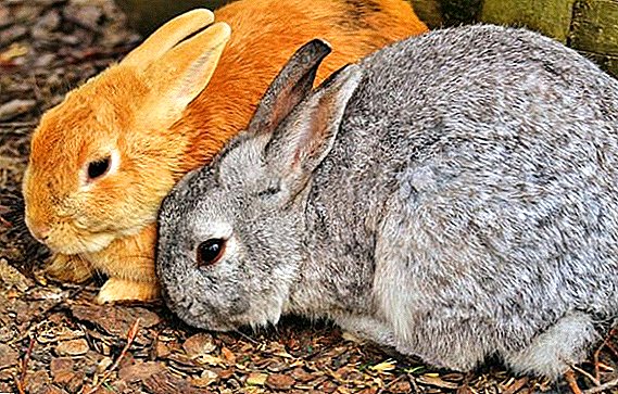 Possible liver diseases in rabbits and their treatment