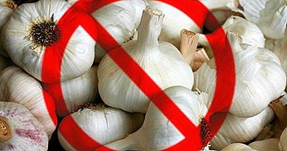 The harm of garlic to the human body