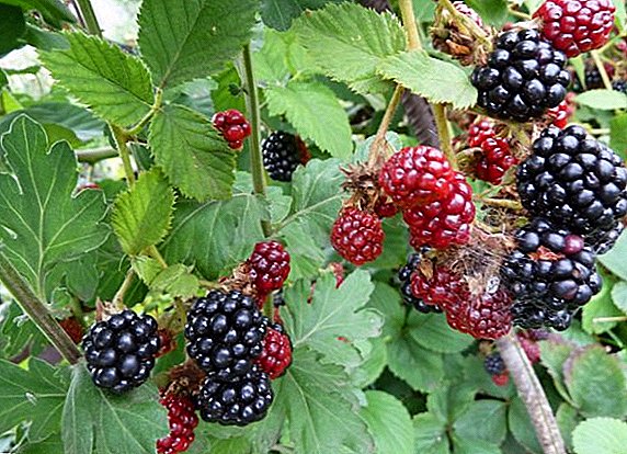 Blackberry pests: prevention and control