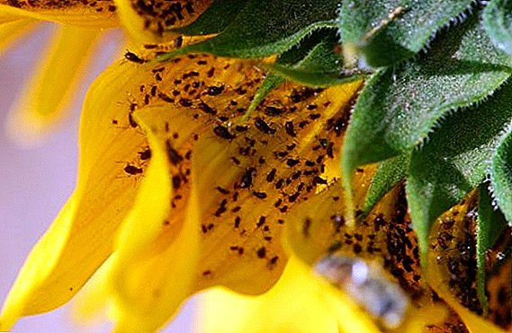 Sunflower pests: description, photo, methods of struggle