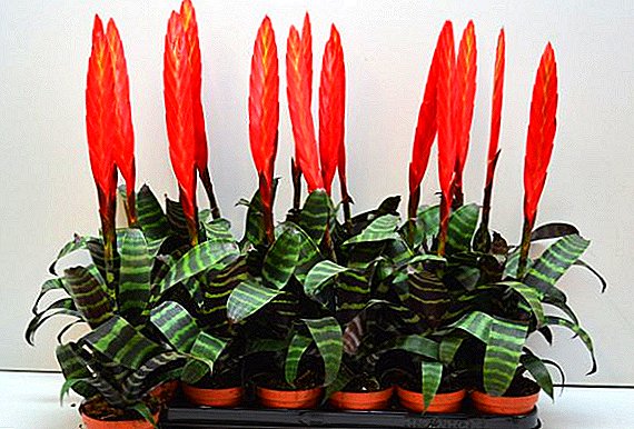 Vriesia splenriet: описание на растението, методи за грижа у дома