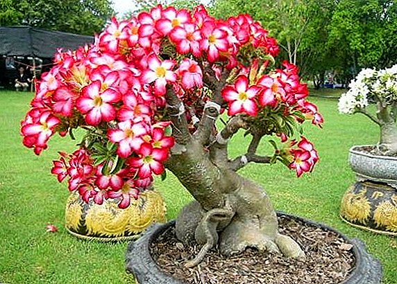 Everything you need to know for growing adenium indoor