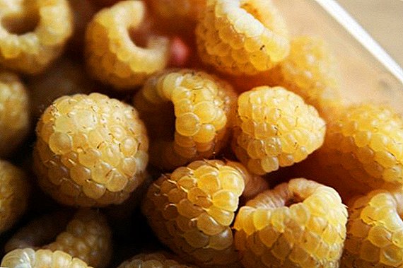 Everything you need to know to grow raspberries Yellow Giant