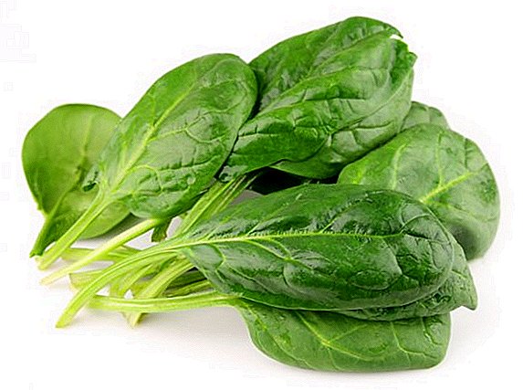 Everything you need to know for growing spinach