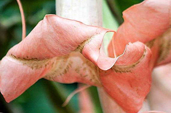 Всичко, което трябва да знаете за отглеждането на brugmancia от семена