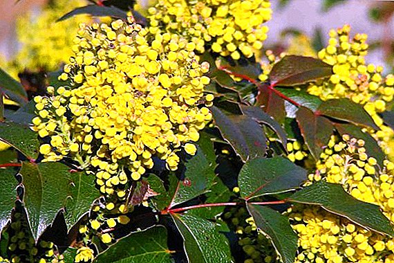 All you need to know about growing holly mahonia