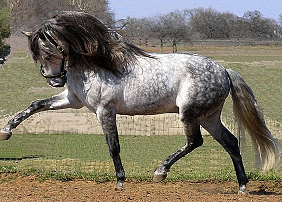 All about andalusian horse breed