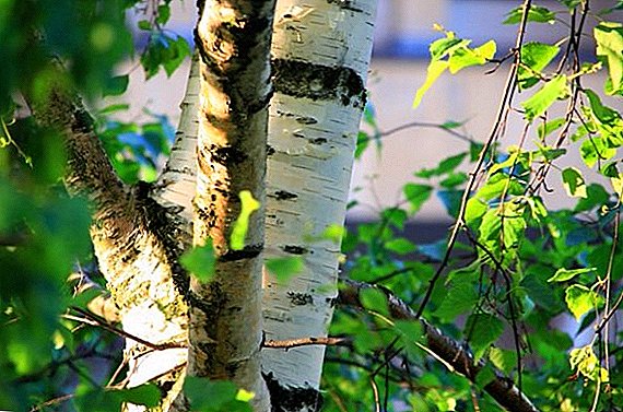 All about birch