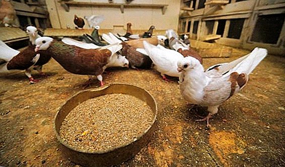 All about feeding domestic pigeons