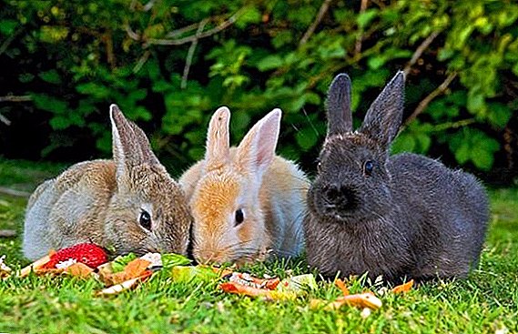 토끼에게 먹이를주는 것에 관한 모든 것 : 어떻게, 언제, 어떻게 집에서 설치류를 먹이는가?