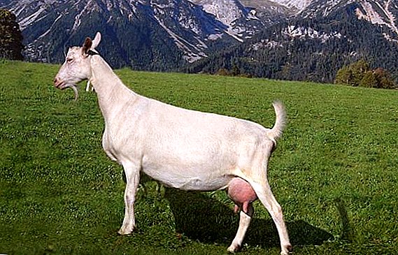 All about goats Saanen breed