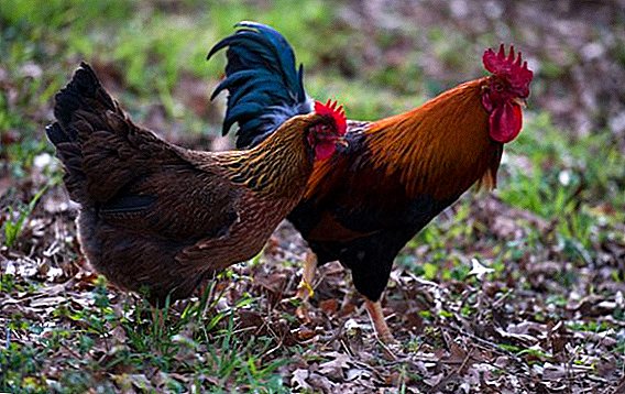 All about chicken breed Welsumer