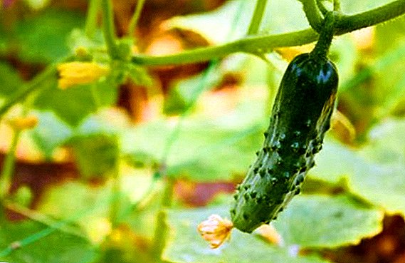 All about feeding cucumbers after planting in the ground, than to fertilize plants