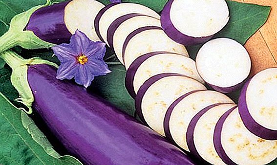 Alt om de fordelaktige og skadelige egenskapene til aubergine
