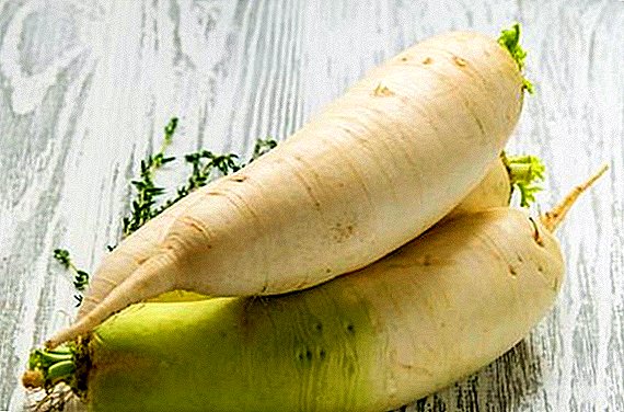 All about the benefits of white radish Daikon
