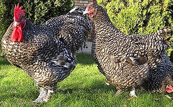 Alles über die Rasse der Hühner Mechelen Kuckuck Malin: Beschreibung, Eigenschaften, Fotos