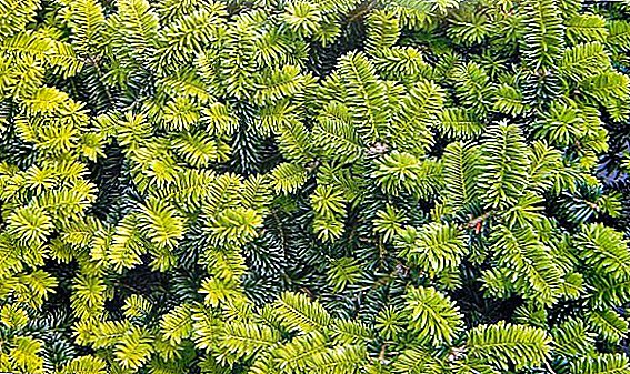 All about planting and caring for balsamic fir, the secrets of growing fir in the summer cottage