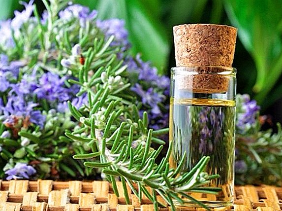 All about the use of rosemary, medicinal properties and contraindications of the plant