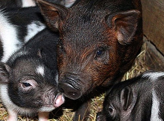 Alles über die Zucht von Schweinen Karmala