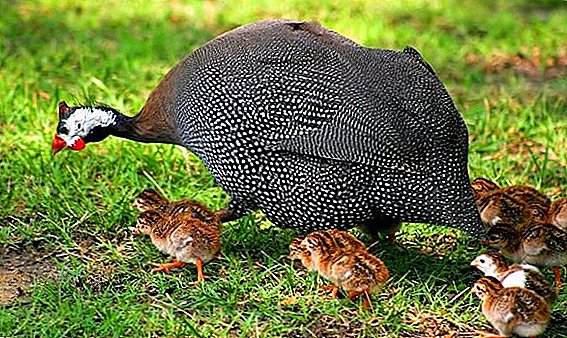 All about breeding guinea fowls at home