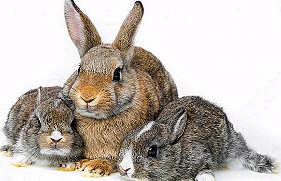 All about breeding rabbits at home