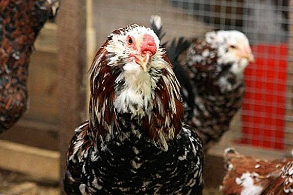 All about breeding Oryol breed chickens at home