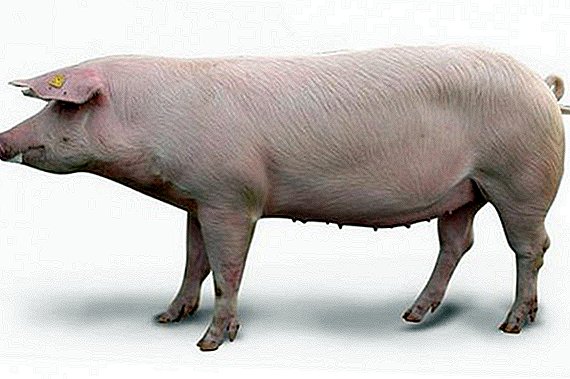 All about breeding landrace pigs
