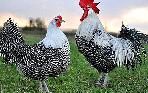 All about the content of chicken brekel silver