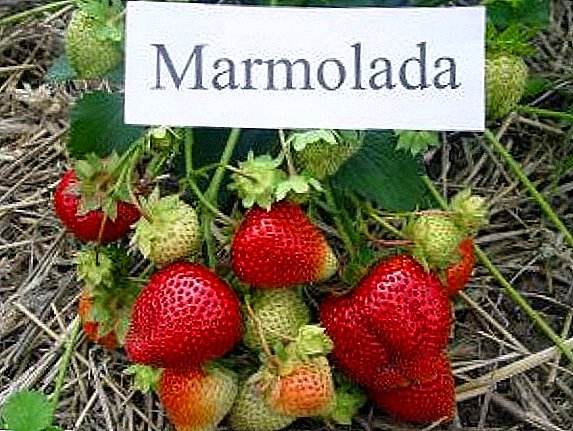 All about strawberry variety 'Marmalade'