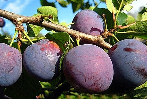 All about the variety of plums "Anna Shpet"