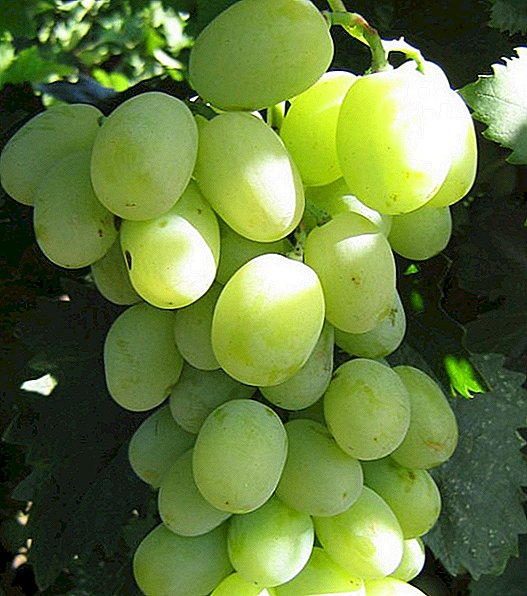 All about grape variety "Adler"