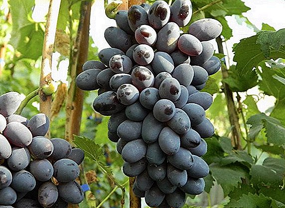 All about grape variety "December"