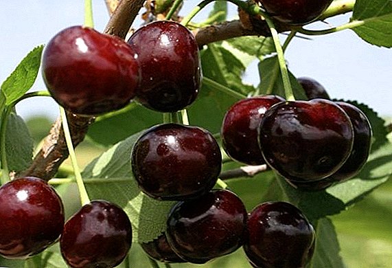 Alles over variëteitskenmerken cherry putinka