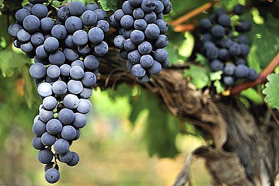 All about Malbec grapes