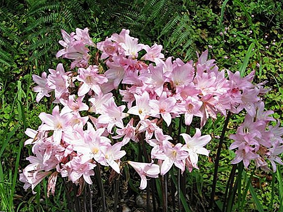 Vse o gojenju amaryllis belladonna
