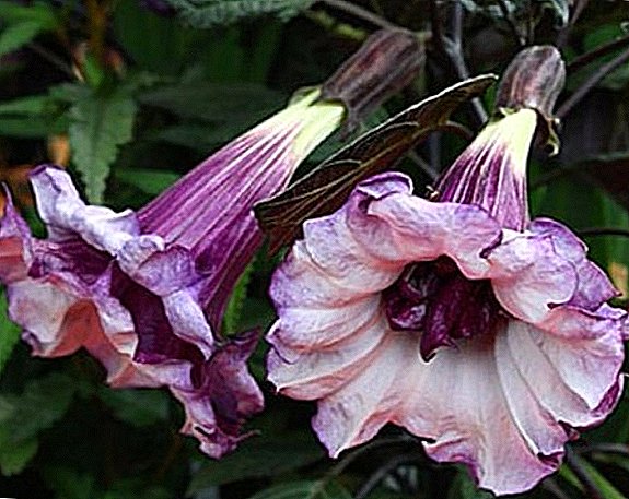 Tout sur la culture du datura (dope) dans votre jardin de fleurs
