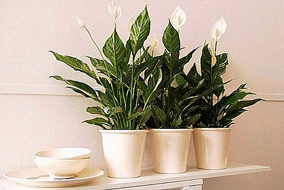 All about growing and reproduction of the "Chopin" spathiphyllum at home