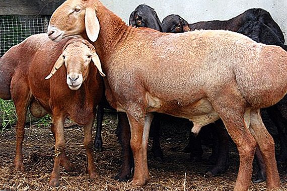 All about sheep fatty breeds