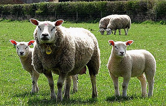 All about Texel sheep