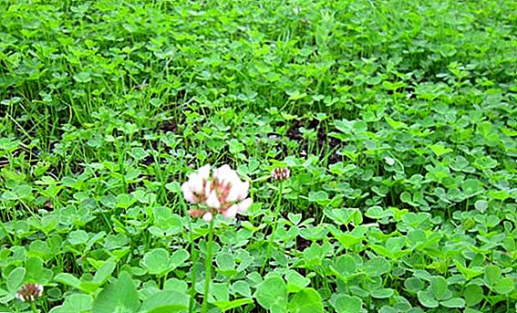 All about lawn care made of white clover