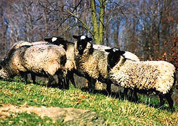 Всі особливості романівських овець і рекомендації по успішному розведенню породи