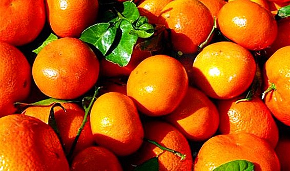 Alle gunstige eigenschappen van mandarijnen en contra-indicaties