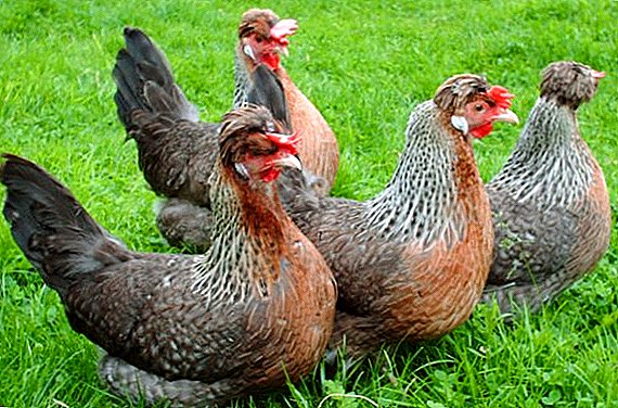 All the most important about legbar hens