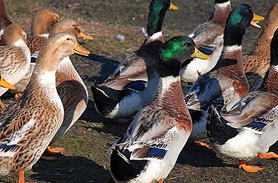 All the most important about breeding Bashkir ducks at home