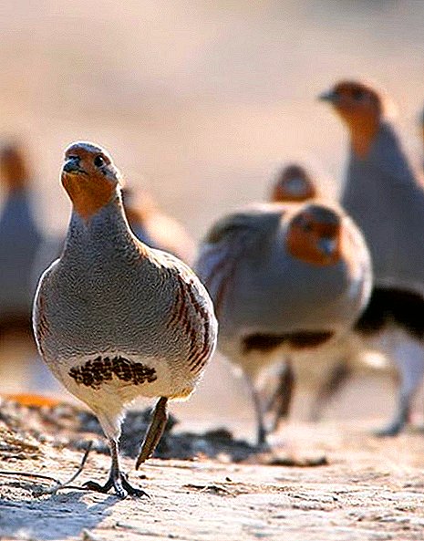 All the most important thing about breeding partridges at home